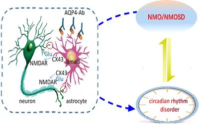 The circadian rhythms regulated by Cx43-signaling in the pathogenesis of Neuromyelitis Optica